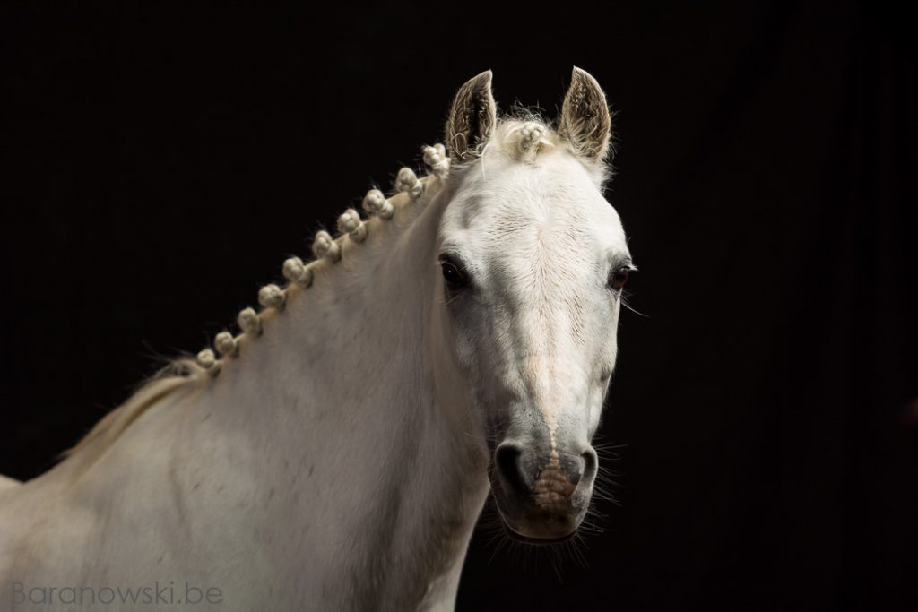 Pony portret mobiele studio - Stephan Baranowski paarden fotografie